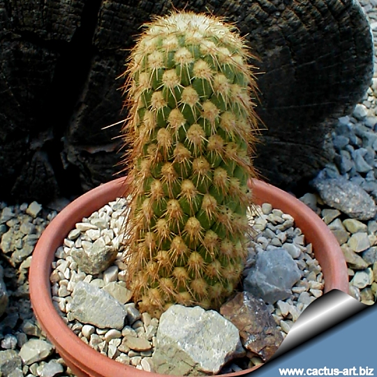 استروسیلیندرو پونتیا پاچیپوس